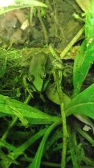 Lithobates vaillanti