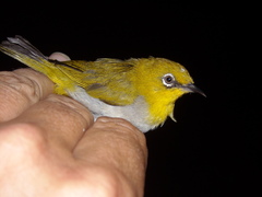 Zosterops palpebrosus