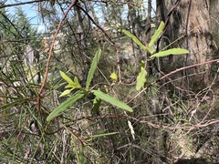 Billardiera mutabilis