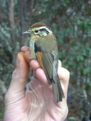 Schoeniparus castaneceps