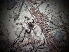 Vaejovis carolinianus