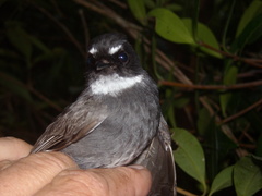 Rhipidura albicollis