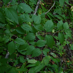 Philadelphus lewisii