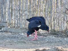 Porphyrio porphyrio