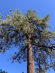 Pinus jeffreyi