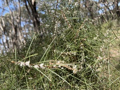 Hakea ulicina