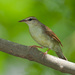 Swainson's Warbler - Photo (c) Greg Lasley, some rights reserved (CC BY-NC), uploaded by Greg Lasley