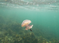 Pseudorhiza haeckeli