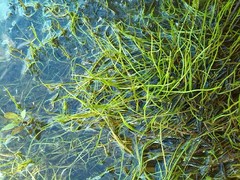 Pilularia globulifera