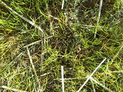 Pilularia globulifera