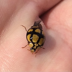 Harmonia testudinaria