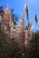 Cortaderia
