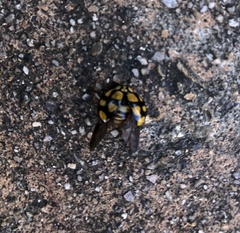 Harmonia testudinaria