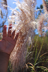 Cortaderia