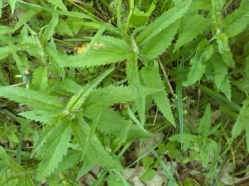 Veronica longifolia