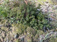 Acrotriche serrulata