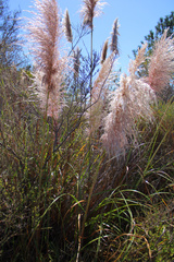 Cortaderia