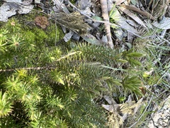 Acrotriche serrulata