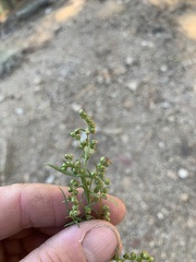 Artemisia dracunculus