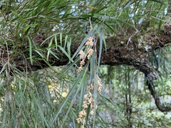 Earina mucronata