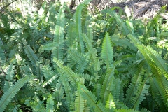 Nephrolepis
