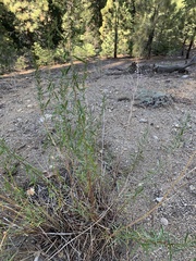 Artemisia dracunculus