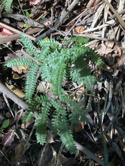 Adiantum hispidulum