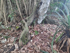 Myristica hypargyraea