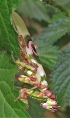 Pseudocreobotra amarae