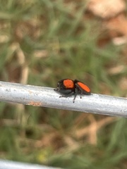 Phidippus cardinalis