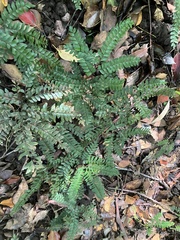 Adiantum hispidulum