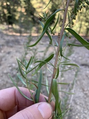 Artemisia dracunculus