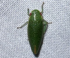 Rugosana querci