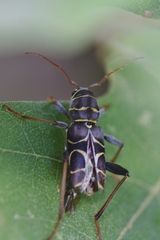 Neoclytus scutellaris