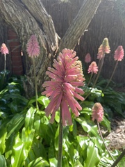 Veltheimia