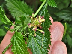 Pseudocreobotra amarae