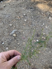 Artemisia dracunculus