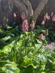Veltheimia