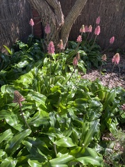 Veltheimia