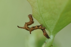 Phyprosopus callitrichoides