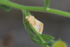 Schinia chrysellus