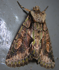 Allophyes oxyacanthae