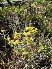 Rhodanthe tietkensii