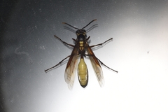 Apoica