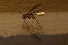 Apoica