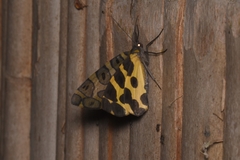 Pantherodes pardalaria