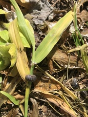 Armadillidium vulgare