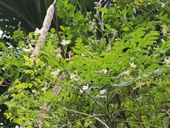 Moringa oleifera