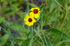 Coreopsis tinctoria