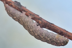 Hypsoropha hormos